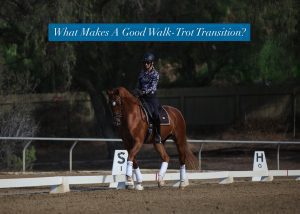 A rider on a chestnut horse performs a dressage movement in an outdoor arena; the text What Makes A Good Walk-Trot Transition? appears at the top, offering walk-trot transition tips. Letters S and H mark dressage points on the fence.