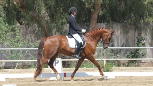 A rider in formal equestrian attire, showcasing expert show prep, guides a chestnut horse with braided mane through a dressage arena near the P marker. Trees and a wooden fence frame their precise posture and movement.