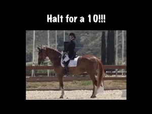 A rider in formal equestrian attire sits upright on a chestnut horse performing an important halt during a dressage event. Text above reads, Halt for a 10!!!.