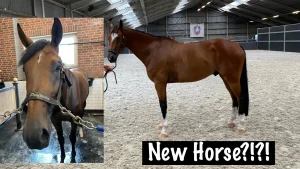 A bay horse stands in an indoor arena. An inset photo shows a close-up of the same horse in a stable. Text reads, New Horse?!?!—is this your first time riding a horse?.