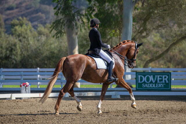 A rider in formal equestrian attire, reminiscent of Amelia Newcomb’s elegance, guides a chestnut horse with a braided mane in a dressage arena, passing a white fence and green “Dover Saddlery” sign amid trees and hills.