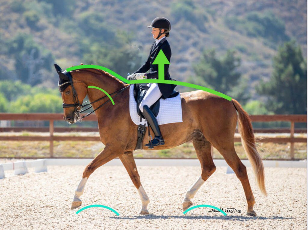 A rider in formal equestrian attire is riding a chestnut horse in an arena. Green curved and straight arrows highlight the horse's movement, posture, and the rider’s upright position as part of 30 Days to Round training.