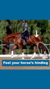 A rider on a chestnut horse in an outdoor arena with an arrow pointing to the horse’s hindleg, highlighted by a white circle. Text reads, “Feel your horse’s hindleg.”.