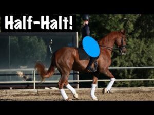 A rider in a black outfit and helmet practices dressage on a chestnut horse with white leg wraps. The text Half-Halt! appears in the top left corner. A blue oval covers the rider’s torso. Trees and a window are in the background.