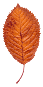A single orange-brown autumn leaf with serrated edges and a prominent central vein, displayed on a white background.