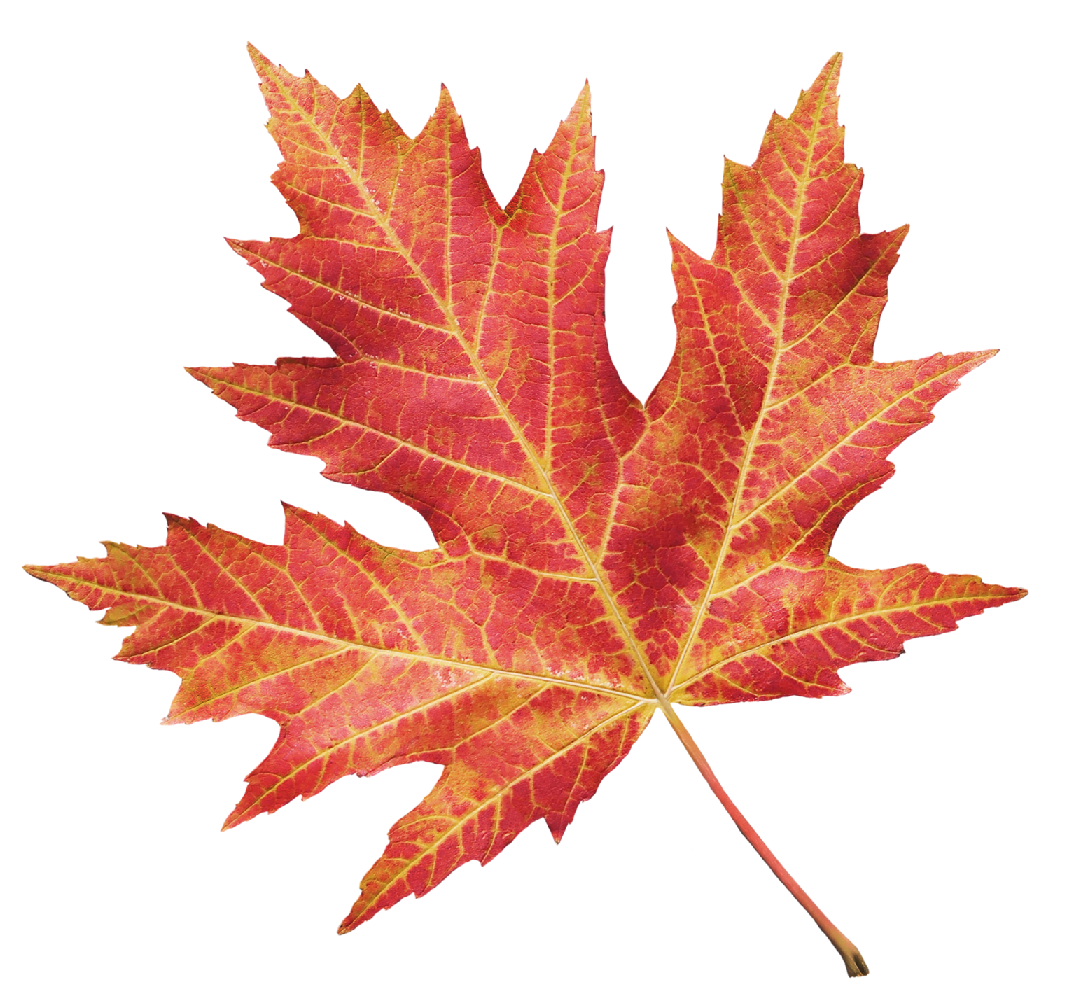 A single red maple leaf with yellow veins and serrated edges, displayed on a white background—perfect for Black Friday promotions or as a symbol of giving back this season.
