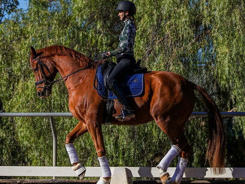 A person wearing a helmet rides a chestnut horse with a blue saddle pad. The horse, prepared for a Groundwork Masterclass, has white leg wraps and is trotting outdoors along a fenced riding arena with green trees in the background.