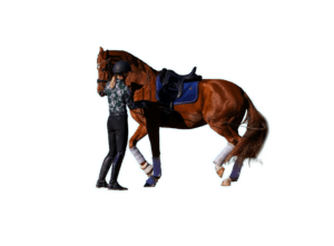 A person in training gear stands beside a saddled brown horse with white leg wraps, holding its bridle against a plain white background, ready for groundwork practice.