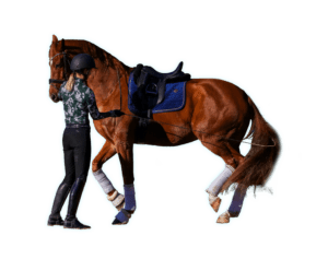 A person in riding gear stands beside a saddled brown horse with white leg wraps, holding its reins against a white background—perfectly poised for a groundwork masterclass.