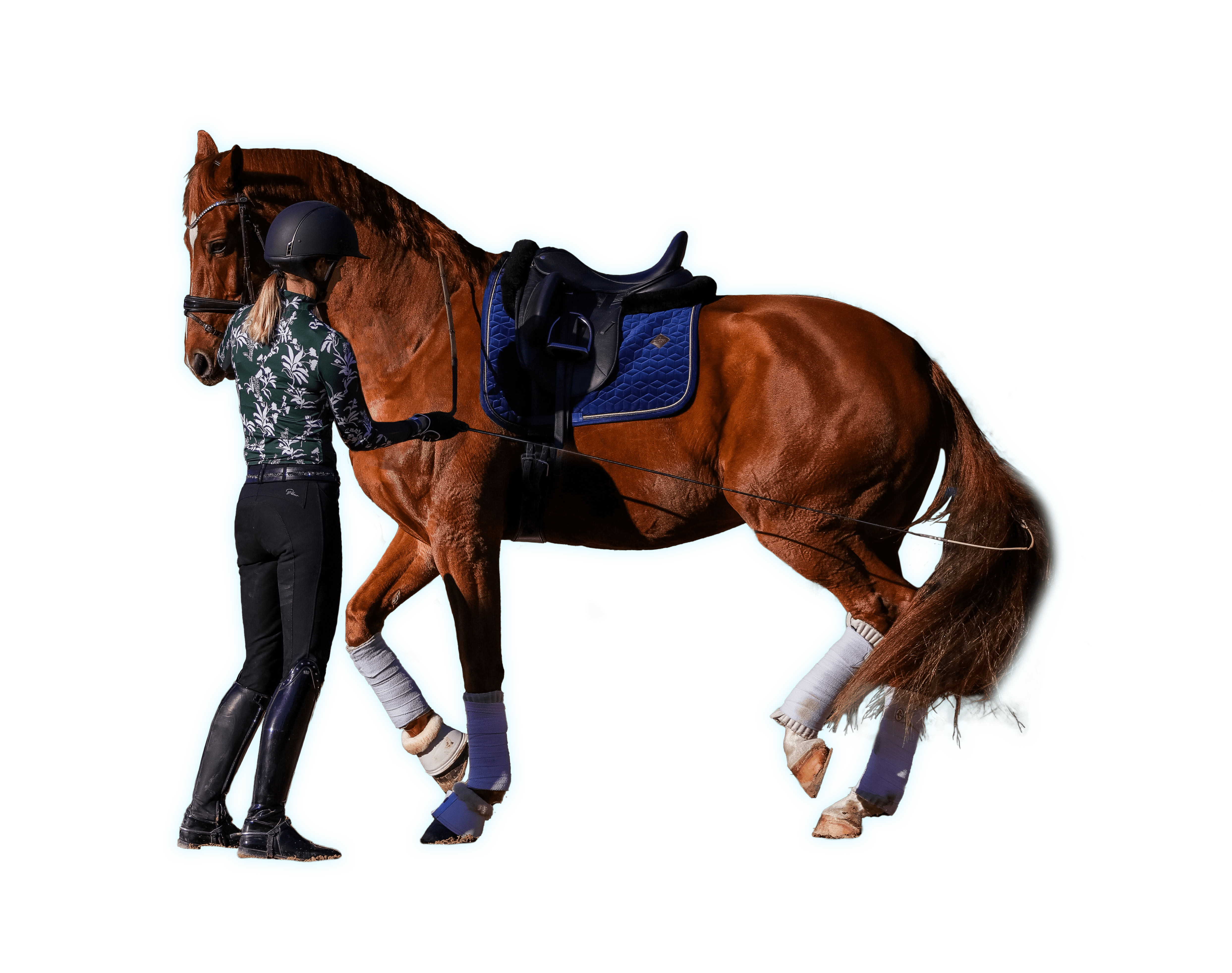 A person in riding gear stands beside a saddled brown horse with white leg wraps, holding its reins against a white background—perfectly poised for a groundwork masterclass.