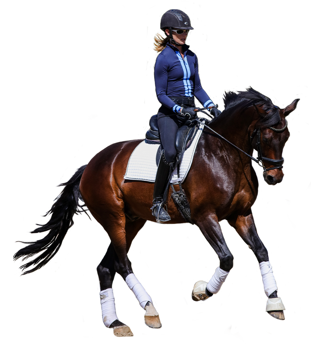 A person wearing a helmet and riding gear is riding a dark brown horse with white leg wraps and a white saddle pad. This elegant scene is inspired by the Strides With Amelia version. The background is pure white.