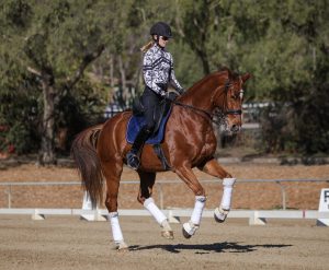 A rider in a black helmet and patterned shirt performs dressage on a chestnut horse with white leg wraps during a Flying Changes Course in an outdoor arena. Trees and fencing are visible in the background.
