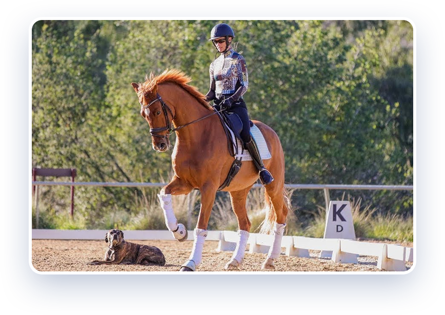A person wearing a helmet and patterned shirt rides a chestnut horse in an outdoor arena, while a dog lies on the ground nearby. There are trees in the background and a sign with the letter K is visible.