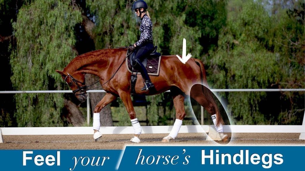 A rider in a helmet guides a chestnut horse at a trot in an outdoor arena. An arrow points to the horses hindlegs, which are highlighted. Text below reads: Feel your horse’s Hindlegs.