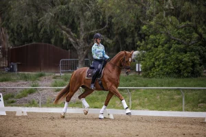 A person wearing a helmet and colorful long-sleeve shirt rides a chestnut horse with white leg wraps in an outdoor dressage arena, surrounded by trees and greenery, as part of a Training Scale Masterclass.