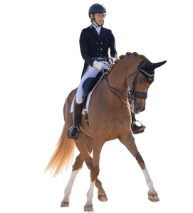 A person wearing a riding helmet and formal equestrian attire, possibly preparing for Strides Enrollment, is riding a chestnut horse performing a dressage movement. Both rider and horse appear focused and well-coordinated.