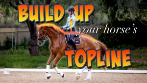 A rider on a chestnut horse in an outdoor arena, with bold text reading BUILD UP your horse topline and an arrow pointing to the horse’s neck and back. Trees and a fence are visible in the background.