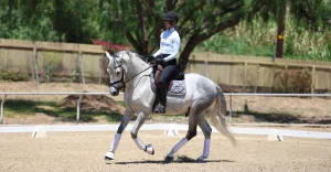 A person in a helmet and riding gear is riding a gray horse in an outdoor arena, surrounded by trees and a wooden fence. Both appear focused, perhaps training for the 30 Days to Round challenge as the horse moves round and in a steady contact.