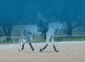 A person in riding gear is riding a white horse with brown tack in an outdoor sandy arena, surrounded by a fence and trees. Subtle patterns appear as the upper part of the image is overlaid with a blue tint.