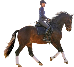 A person wearing a helmet and riding attire is riding a dark brown horse equipped with a saddle and leg wraps, performing a trot—capturing the elegance highlighted in the Strides 2024 update.