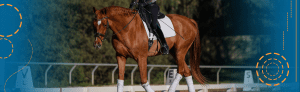 A rider in equestrian attire is riding a chestnut horse with white leg wraps and a white saddle pad in a dressage arena, showcasing focused dressage training. Dressage letters are visible in the background. Blue graphic elements frame the image.