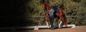 A person in riding gear leads a brown horse with white leg wraps and a blue saddle pad along a sandy arena, practicing groundwork training amidst trees and greenery in the background.