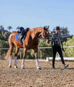 Amelia walking and leading her chestnut dressage horse after a ride.