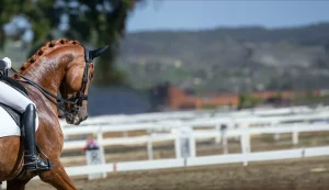 A chestnut horse with braided mane performs Training Level dressage in an outdoor arena, guided by a rider in white attire, with white fences and a blurred landscape in the background.