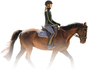 Dressage horse and rider practicing arena work in a dressage trot lesson