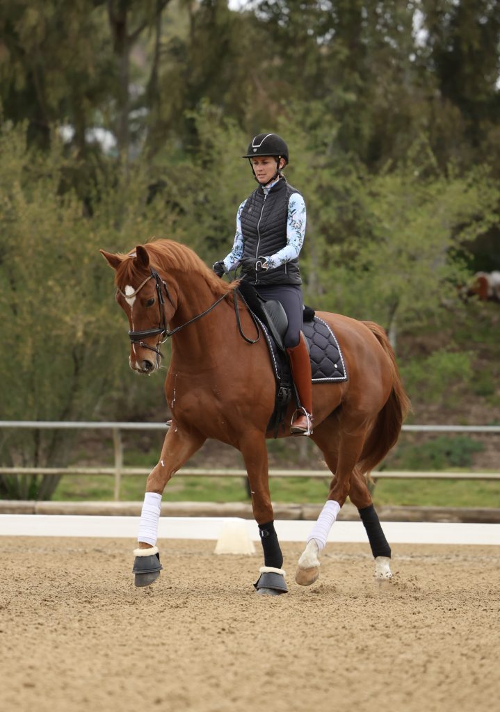 A rider wearing a helmet and riding gear guides a chestnut horse with white leg wraps on a sandy arena, surrounded by greenery and a wooden fence—perfect for capturing moments from a Free Training or Scale Webinar session.