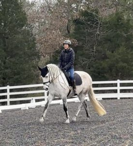 A person wearing a helmet, jacket, and boots rides a light gray horse with a white mane and tail in an outdoor arena, practicing the Sitting Trot Challenge amid a white fence and trees in the background.
