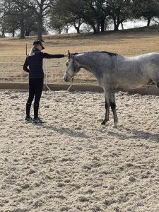 A person in a black outfit and hat stands in a sandy paddock, gently reaching out to touch the forehead of a gray horse. Trees and a fence are visible in the background, capturing the calm vibe of Riding Bootcamp 2024.