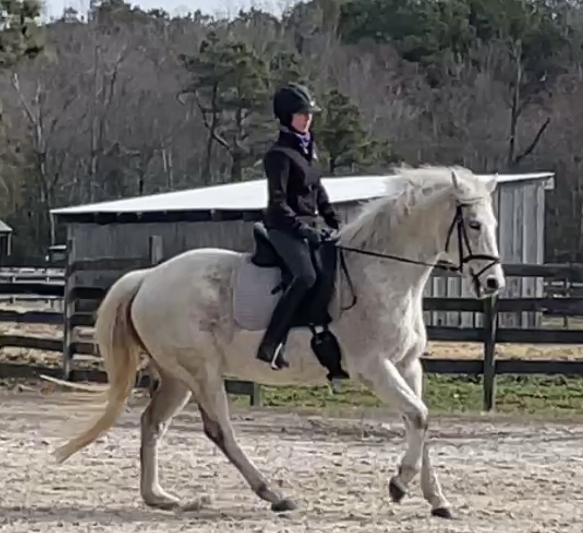 A person wearing a helmet and dark clothing rides a white horse in an outdoor sandy arena, with wooden fences and a barn in the background.