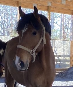 A brown horse with a white spot on its forehead stands in a sunlit, covered outdoor area wearing a beige halter—an ideal setting for a Dressage Masterclass. Trees and a wooden fence are visible in the background.