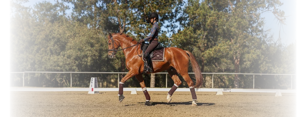 A person wearing riding gear and a helmet is riding a chestnut horse in an outdoor dressage arena, demonstrating the Training Scale amid trees and sand footing on a sunny 2024 day.