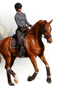 A person wearing a helmet and patterned shirt rides a chestnut horse with a braided mane and matching leg wraps on a sandy outdoor arena, demonstrating the principles of the Training Scale. Trees and sunlight are visible in the background.