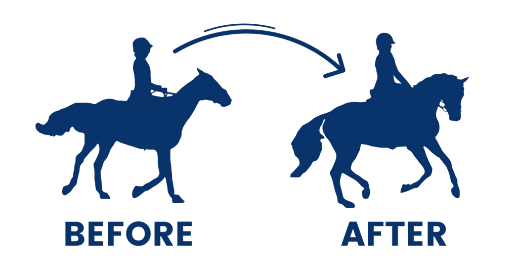 before and after of dressage lessons