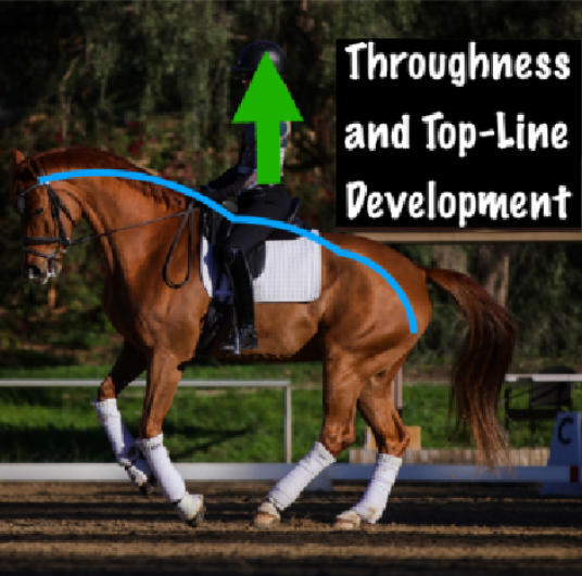 A rider on a chestnut horse performing dressage demonstrates throughness; a blue line outlines the horse’s arched neck and back, highlighting topline development. A green upward arrow points to the rider. Text reads: “Throughness and Top-Line Development.”.
