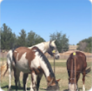 Two horses with brown and white coats graze in a fenced grassy field under a clear blue sky, as trees and a building provide the backdrop—an idyllic scene reminiscent of topics covered in the Flying Changes Webinar.