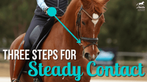 A rider guides a chestnut horse in a dressage bridle, with text overlay: “Three Steps for Steady Contact.” An arrow points to the horse’s mouth, highlighting the contact process for achieving steady contact.