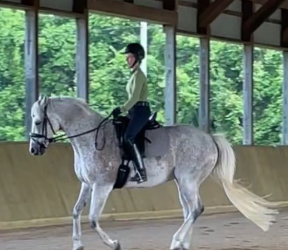 A person wearing a helmet and green shirt practices groundwork while riding a gray horse inside an indoor arena, with large windows revealing green trees outside.