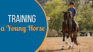 A woman rides a young brown horse in an outdoor arena, demonstrating horse training. Large text on the left reads “Training a Young Horse” on a blue and orange background. Trees and a fence are visible in the background.