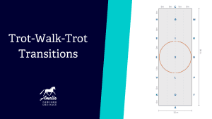 A graphic featuring Trot-Walk-Trot Transitions and the Amelia Newcomb Dressage logo on the left, with a dressage arena diagram highlighting a 20-meter circle—perfect for practicing top 10 exercises from Amelia's training.