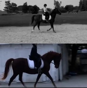 Two separate images show a person riding a horse in an outdoor area. The top image, featured in Canter V1, is taken in a grassy field, while the bottom image shows an urban or enclosed setting. Both horses wear white saddle pads.