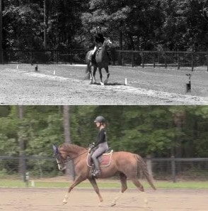 A split image features a person riding a horse in an outdoor arena during the canter; the top half is black and white, while the bottom, labeled Canter V1, is in color. Both rider and horse move along a sandy, fenced area with trees behind.