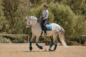 A person wearing a helmet rides a gray horse with blue tack in an outdoor arena surrounded by trees—trotting with its neck arched and head lowered, preparing for the $297,2025 Open with just 30 Days to Round.