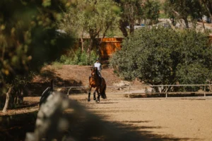 A person practices free dressage while riding a brown horse on a sandy outdoor arena surrounded by trees and greenery on a sunny day.
