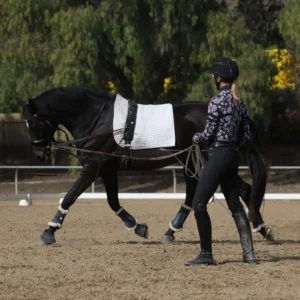 A person in equestrian gear is lunging a black horse with a white pad and training tack in an outdoor arena during holiday workshops. Trees and greenery are visible in the background.
