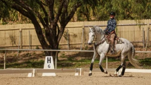 A person wearing a helmet rides a gray horse in a sandy arena, passing a sign marked H. Showcasing dressage foundations, the scene is set with trees and a wooden fence in the background.