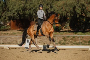 Straightness and Why It Matters in Canter